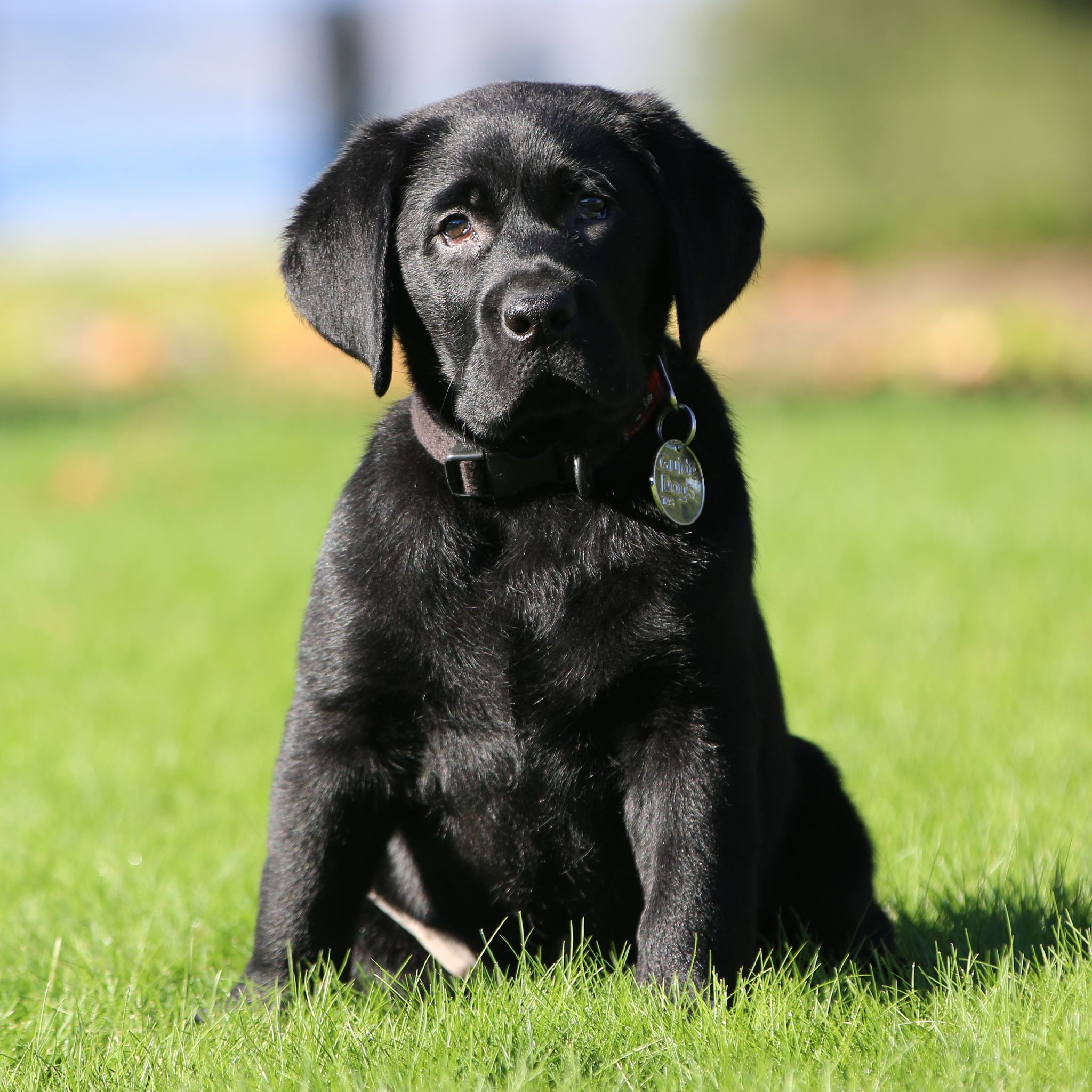 black puppy