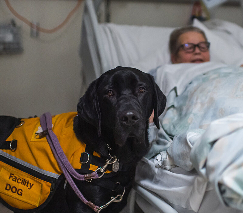 dog standing next to a patient in a hospital bed