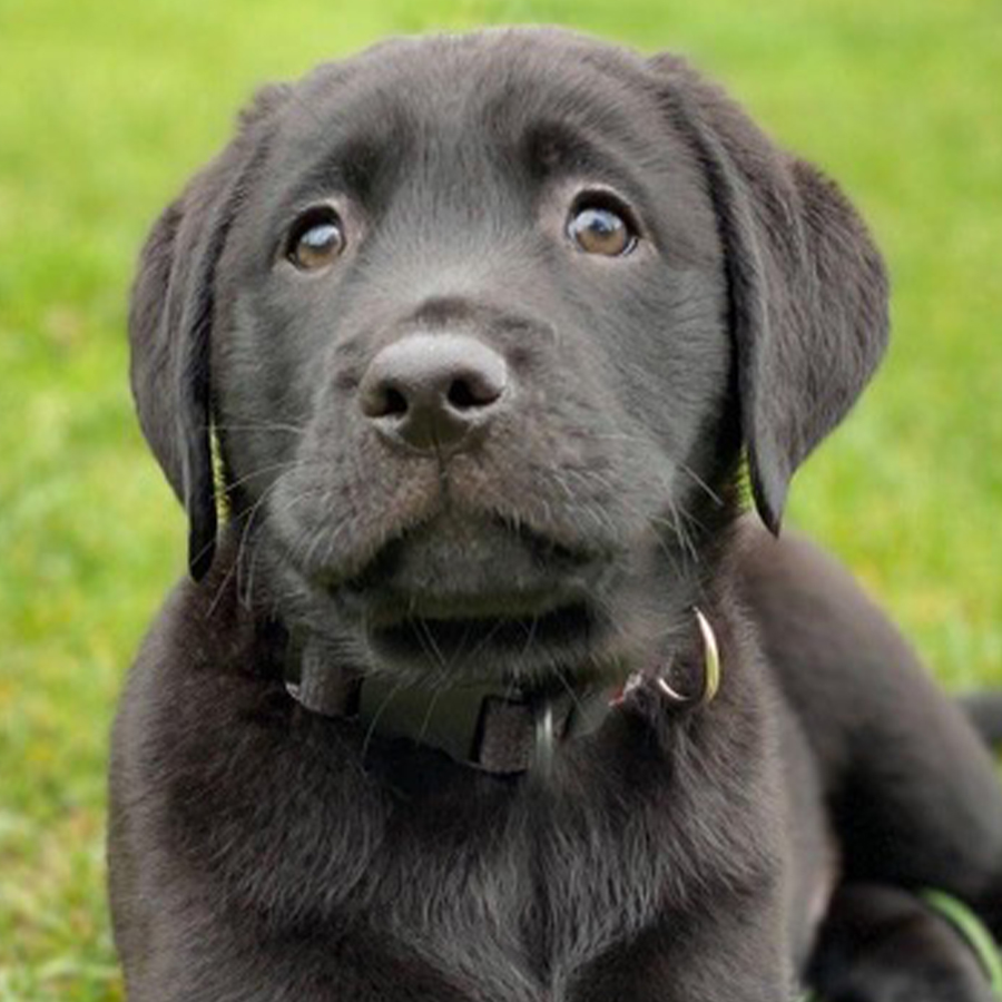 Black pup sitting on grass