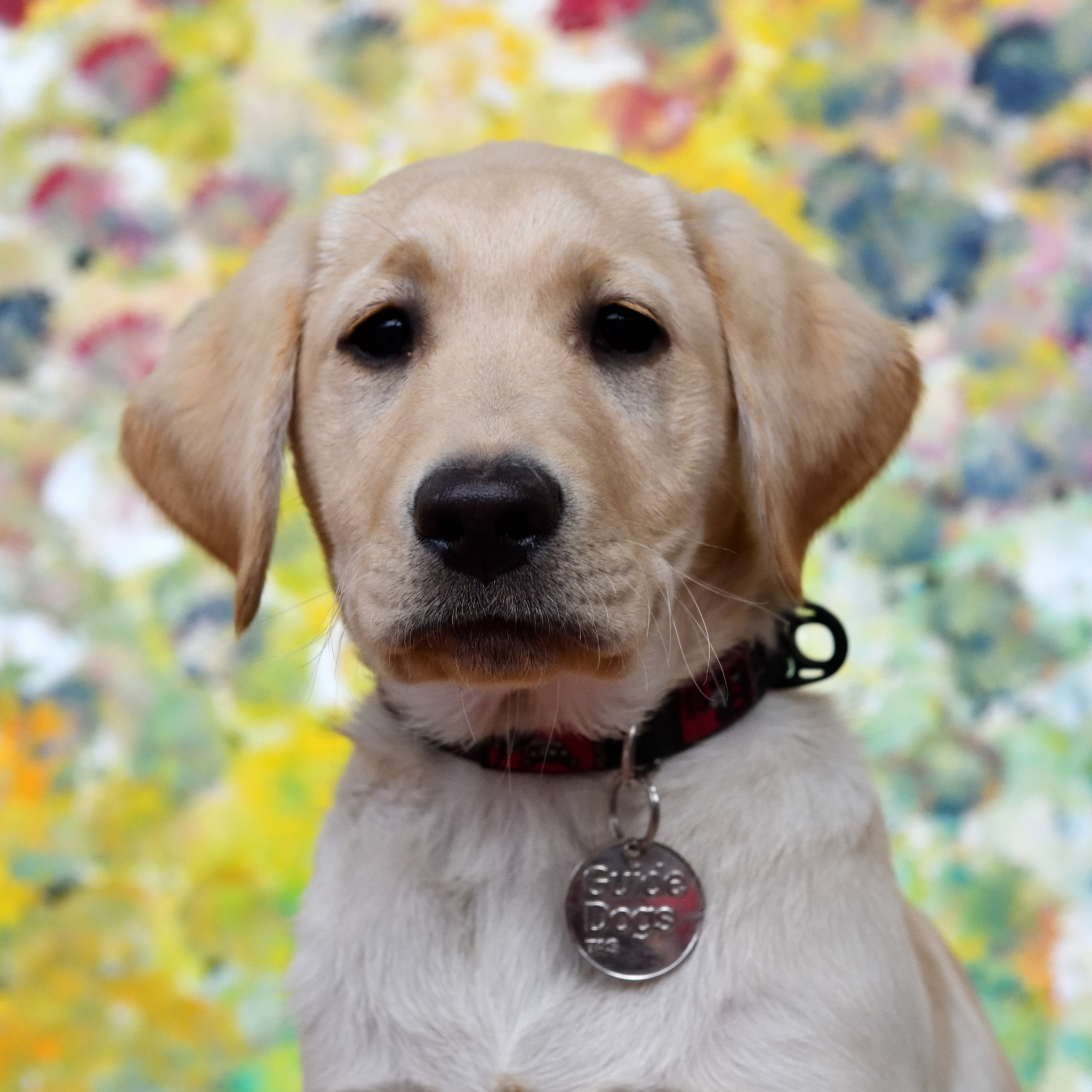 golden lab pup