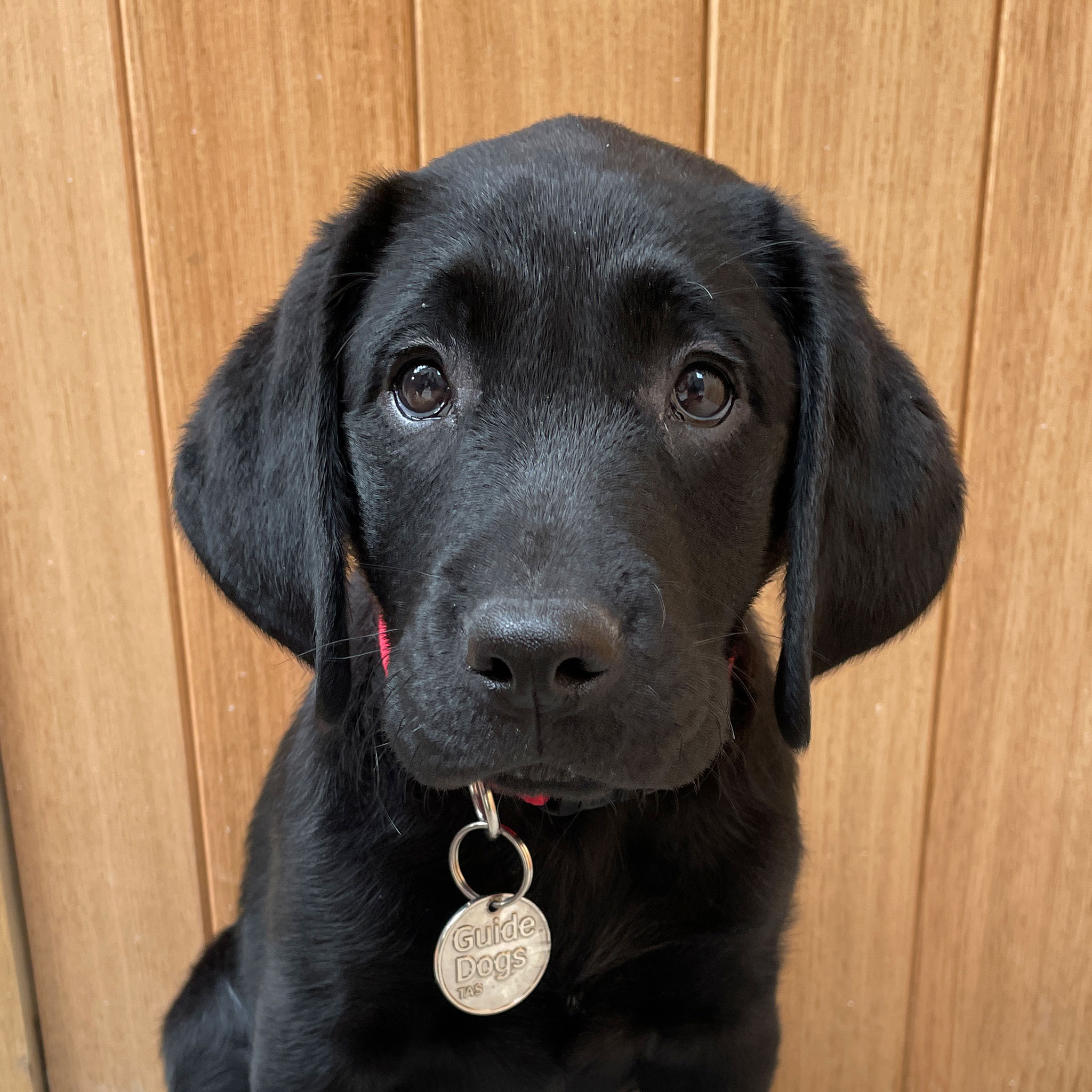 black puppy