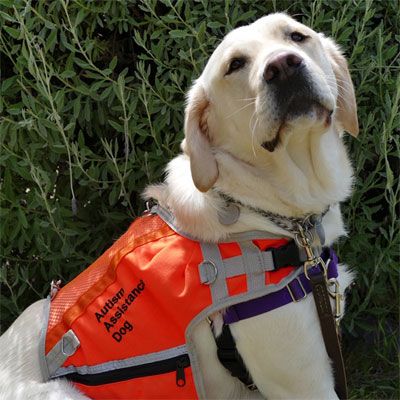 Yellow labrador, wearing orange Autism Assistance Dog jacket