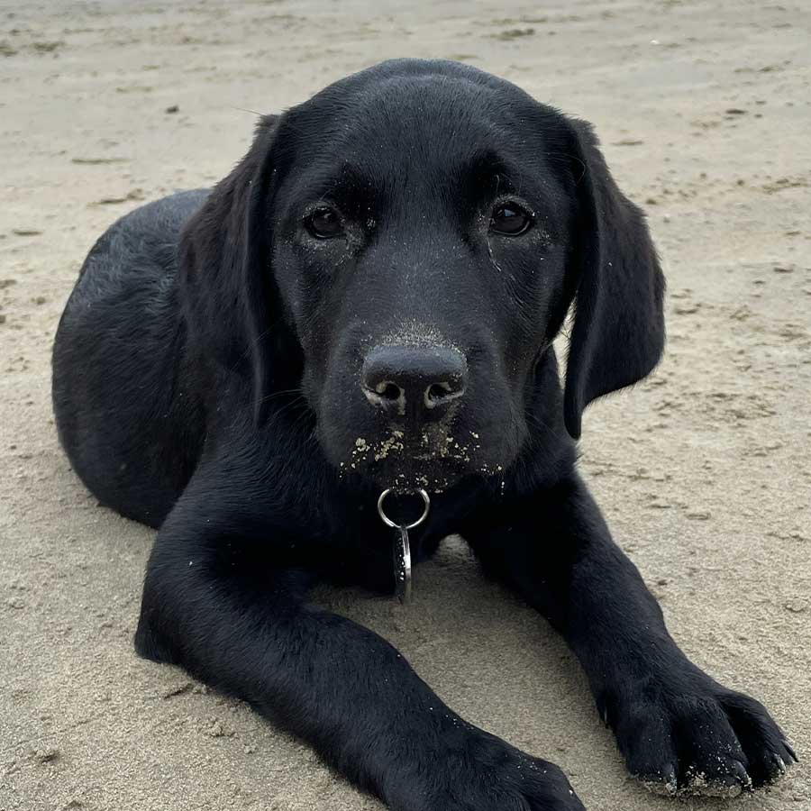 black puppy on the sand