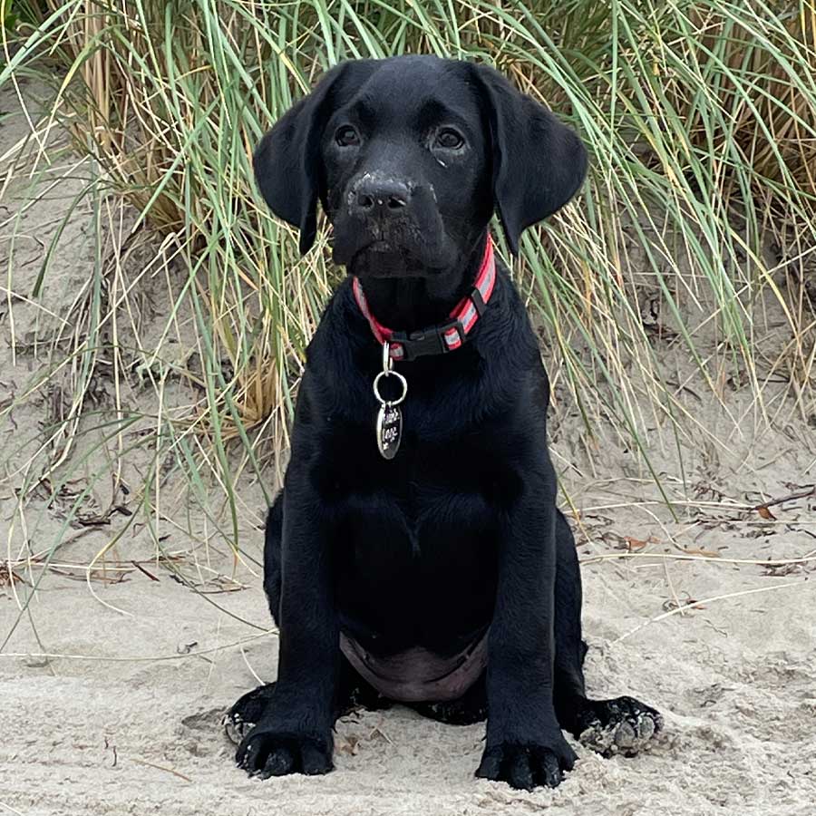 black puppy on the beach