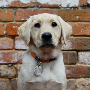 Yellow labrador, Sarabi