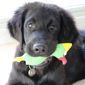 Black puppy Shadow with toy in his mouth