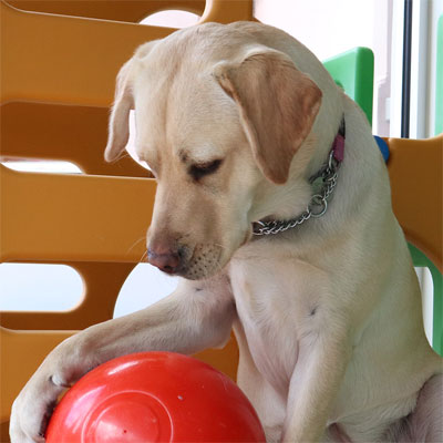 Yellow labrador playing with large orange ball