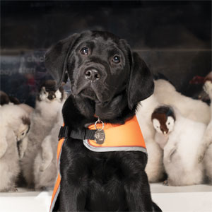 Black puppy, Dottie