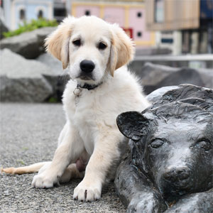 Yellow puppy Dougie by statue of dog