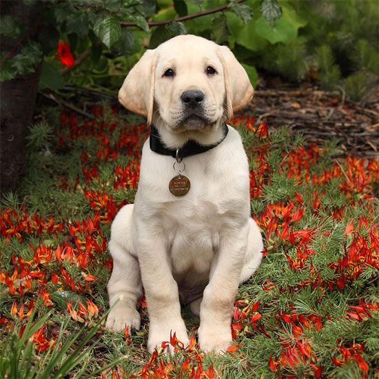 Yellow puppy surrounded by red flowers