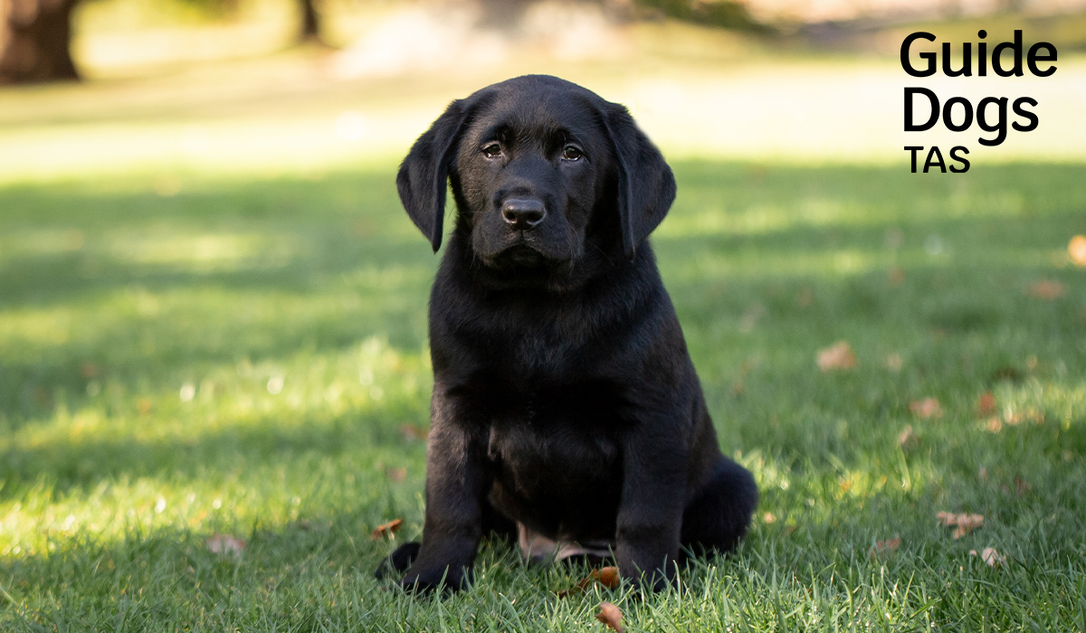 black puppy sitting on grass
