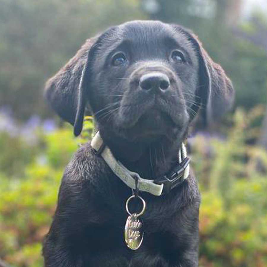 black puppy in front of shrubs