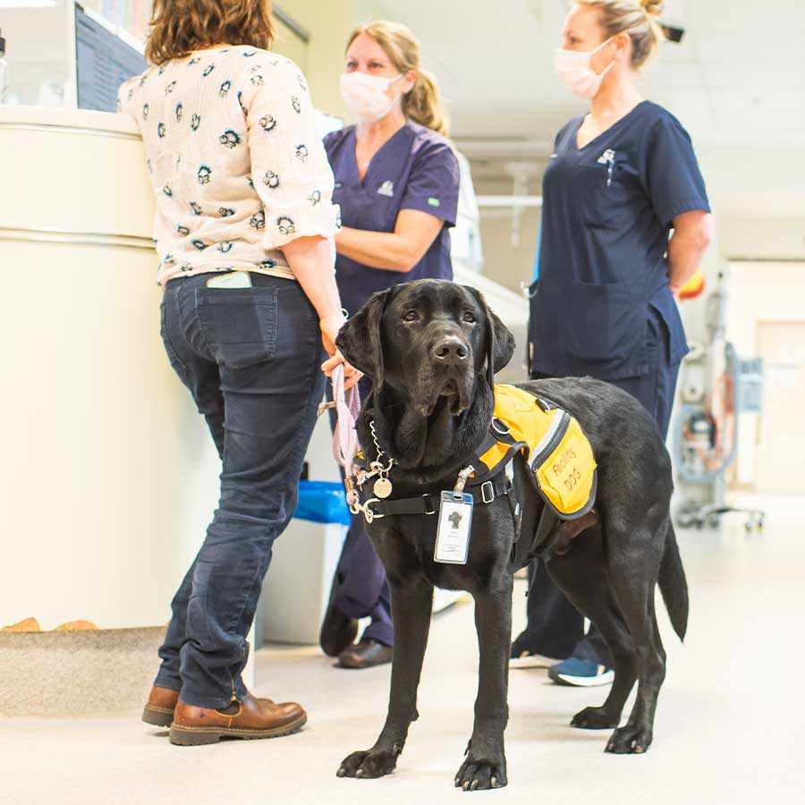 dog wearing a coat in a hospital