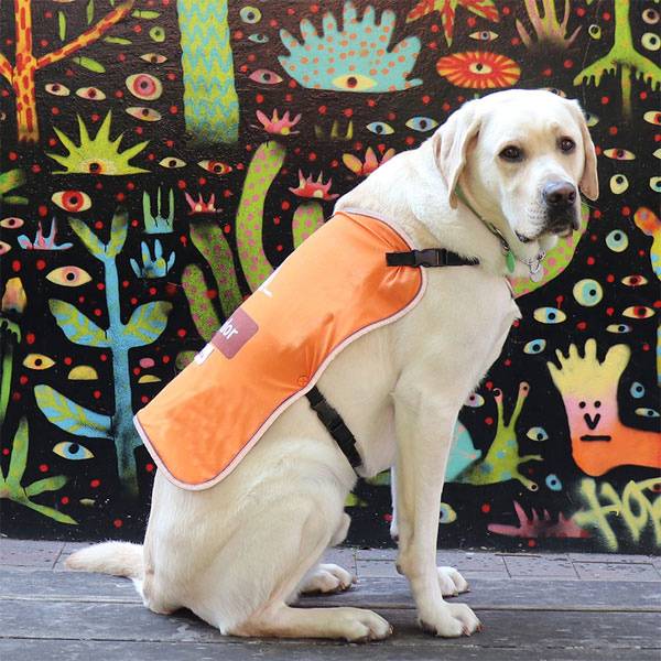 Labrador in an orange coat in front of a painted wall