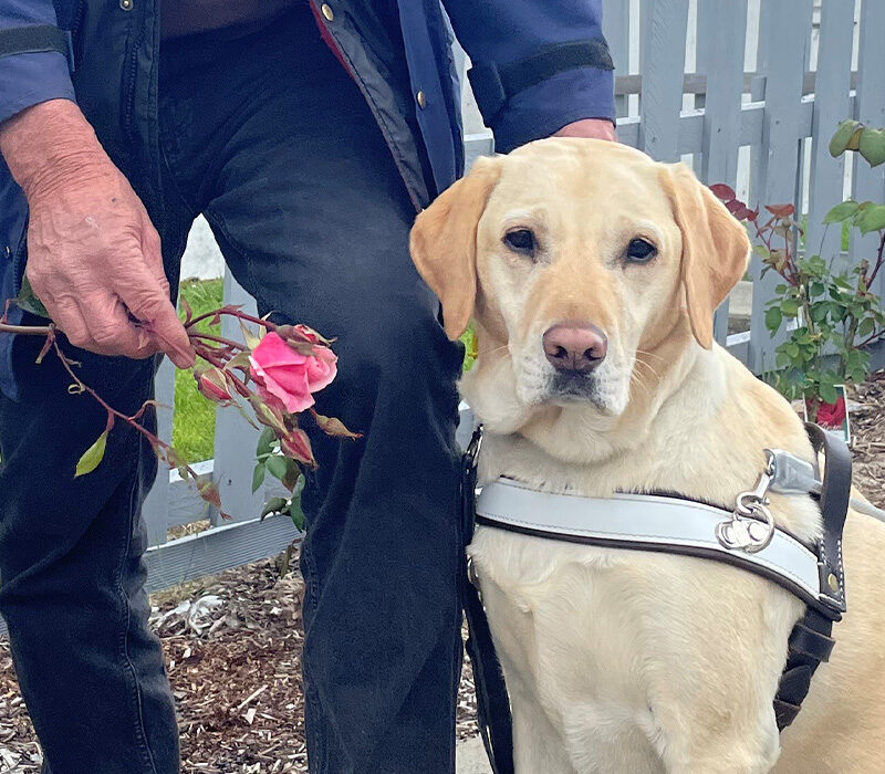 Guide Dog Handler showing his Guide Dog a rose