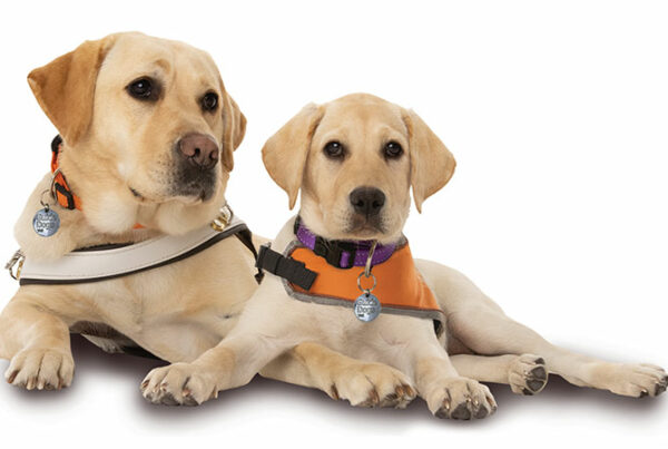 Yellow labrador and yellow labrador puppy lie side by side, looking at the camera