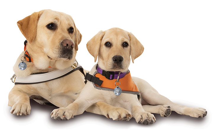 Yellow labrador and yellow labrador puppy lie side by side, looking at the camera