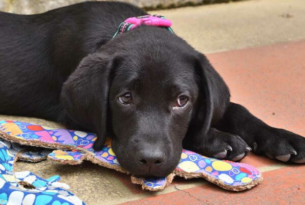 black pup with colourful collar and toys