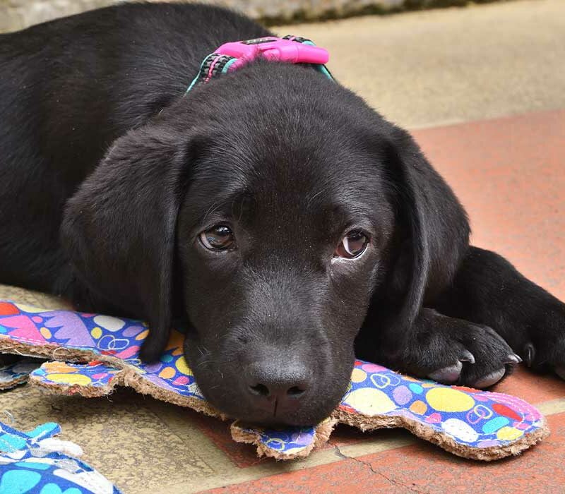 black pup with colourful collar and toys