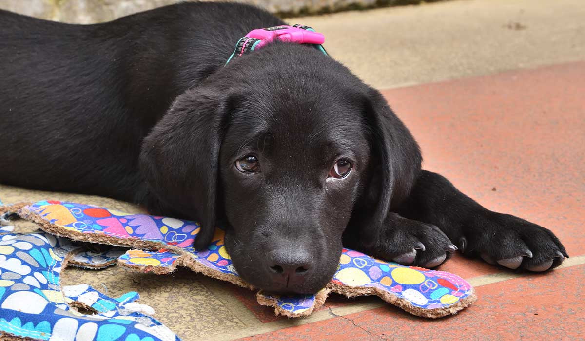 black pup with colourful collar and toys
