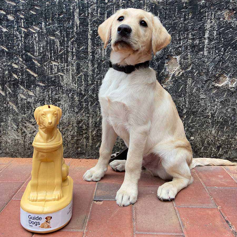 puppy sitting next to a collection dog tin