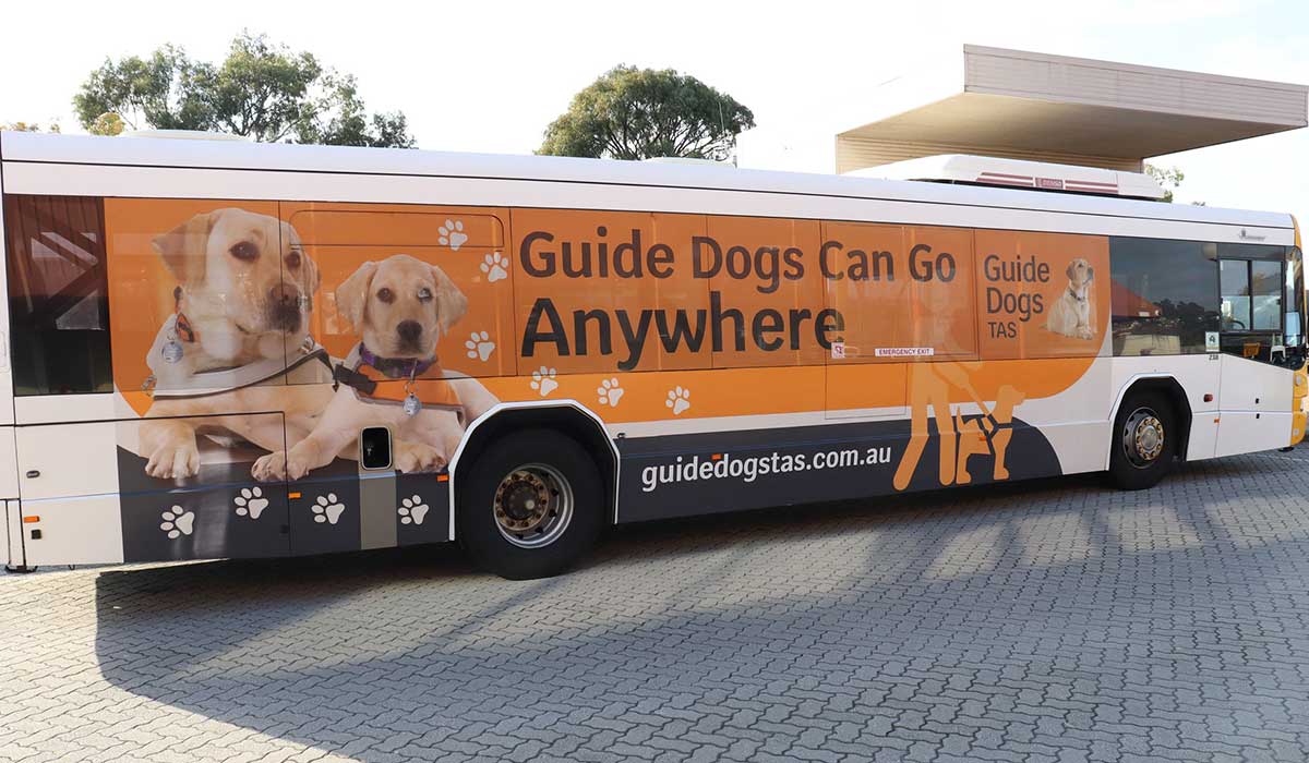 can dogs go on public transport