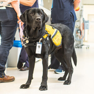 Guide & Assistance Dog Access Rights - Guide Dogs Tasmania