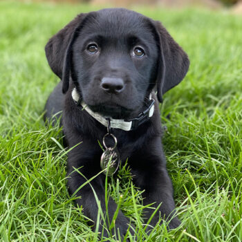 Providing Guide & Assistance Dogs in Tasmania - Guide Dogs Tasmania