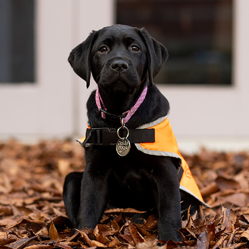 black puppy