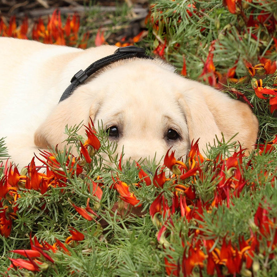 Puppy in flowers