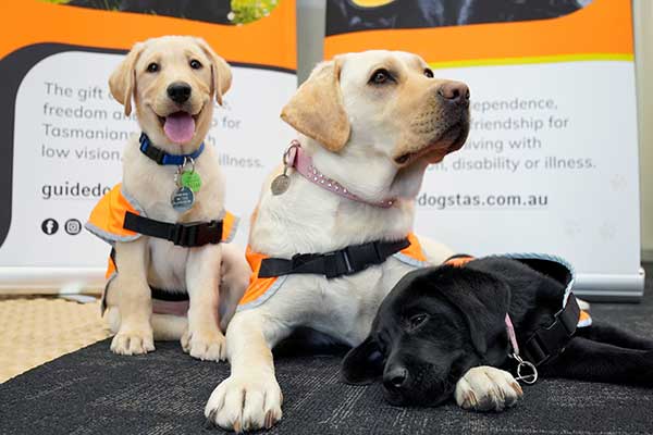 how long does it take to train guide dogs