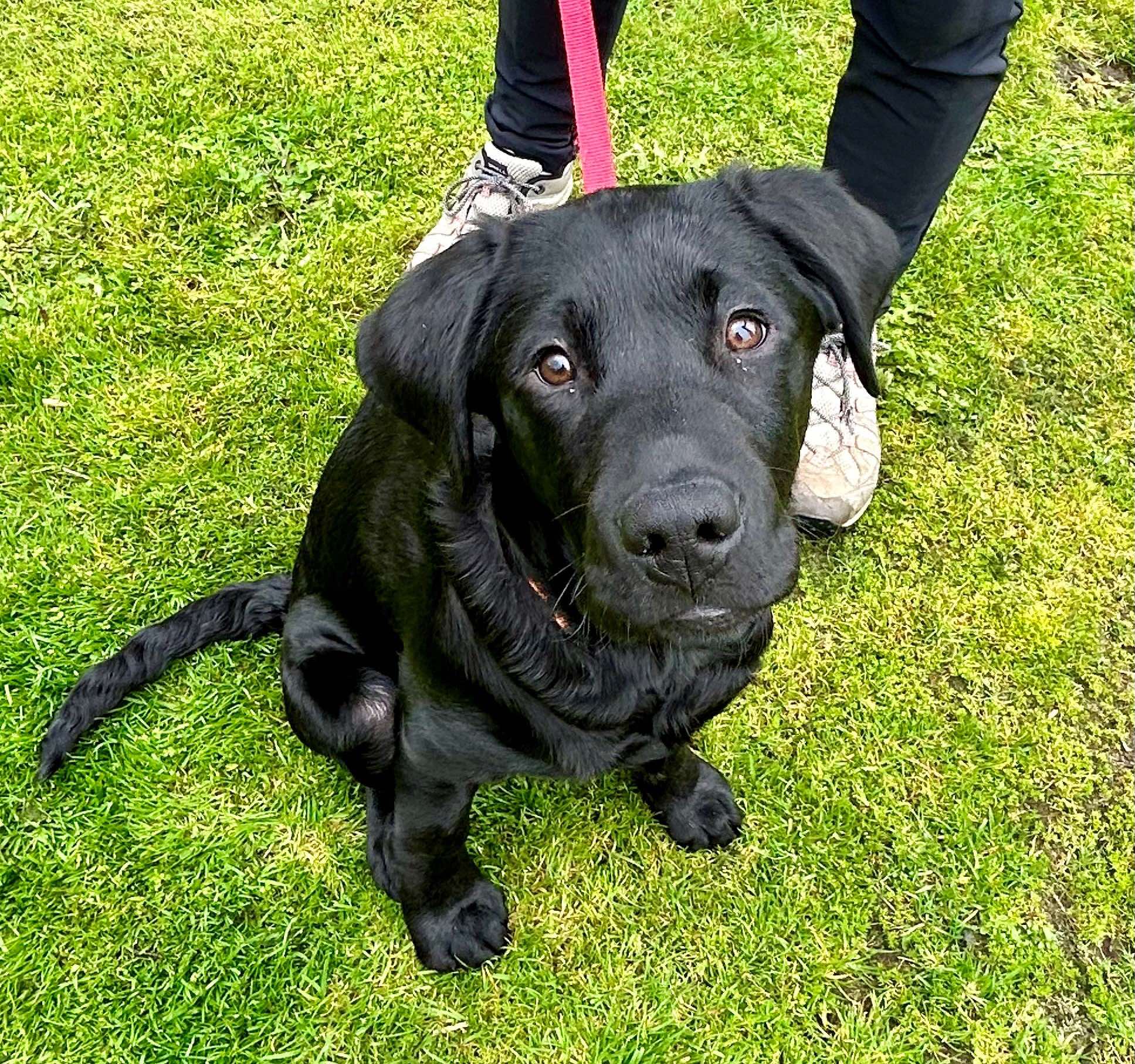 Black puppy looking at the camera