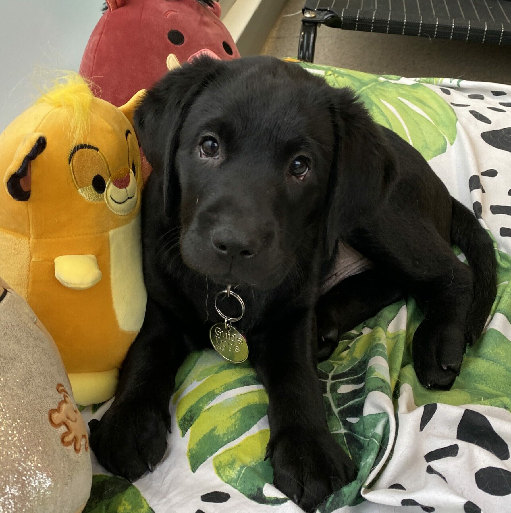 Black puppy surrounded by plush toys looking at the camera