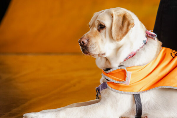 GuideDogsTas-Graduation-Ceremony-2025-SileoMedia-2