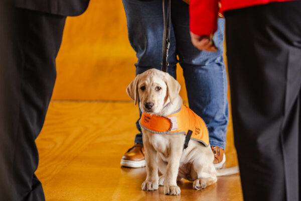 GuideDogsTas-Graduation-Ceremony-2025-SileoMedia-4