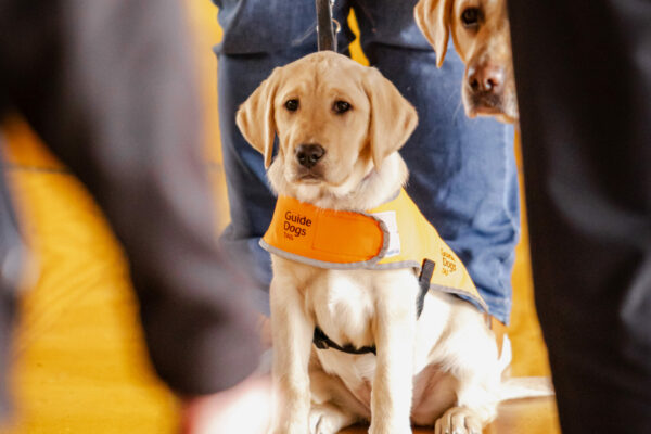 GuideDogsTas-Graduation-Ceremony-2025-SileoMedia-5
