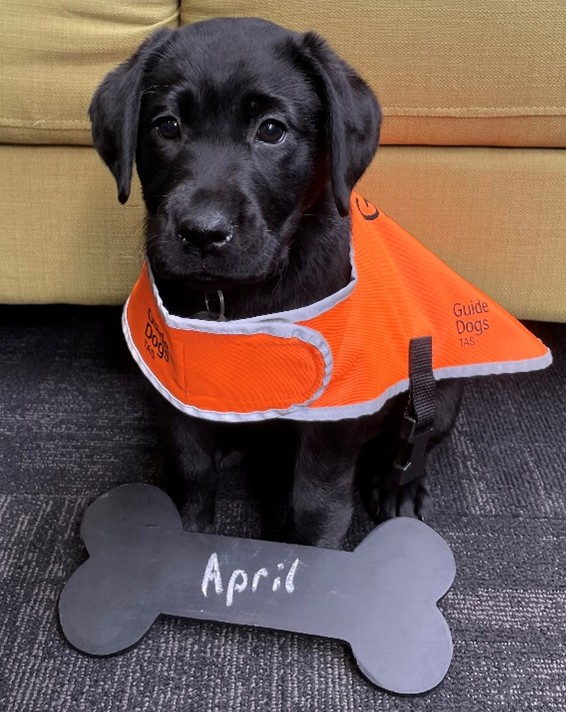Black puppy April