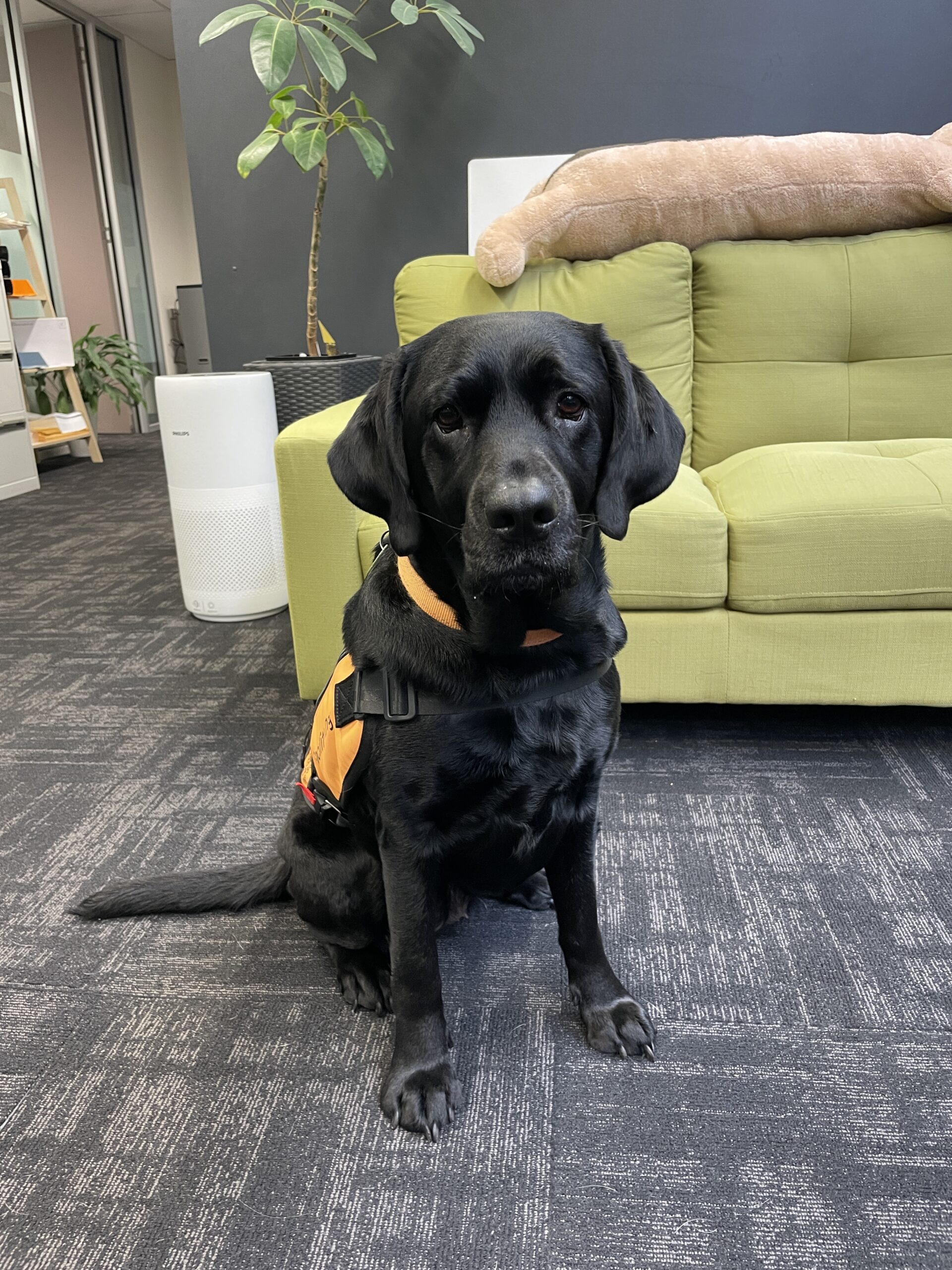 A black labrador sitting in front of a green couch, looking directly at the camera