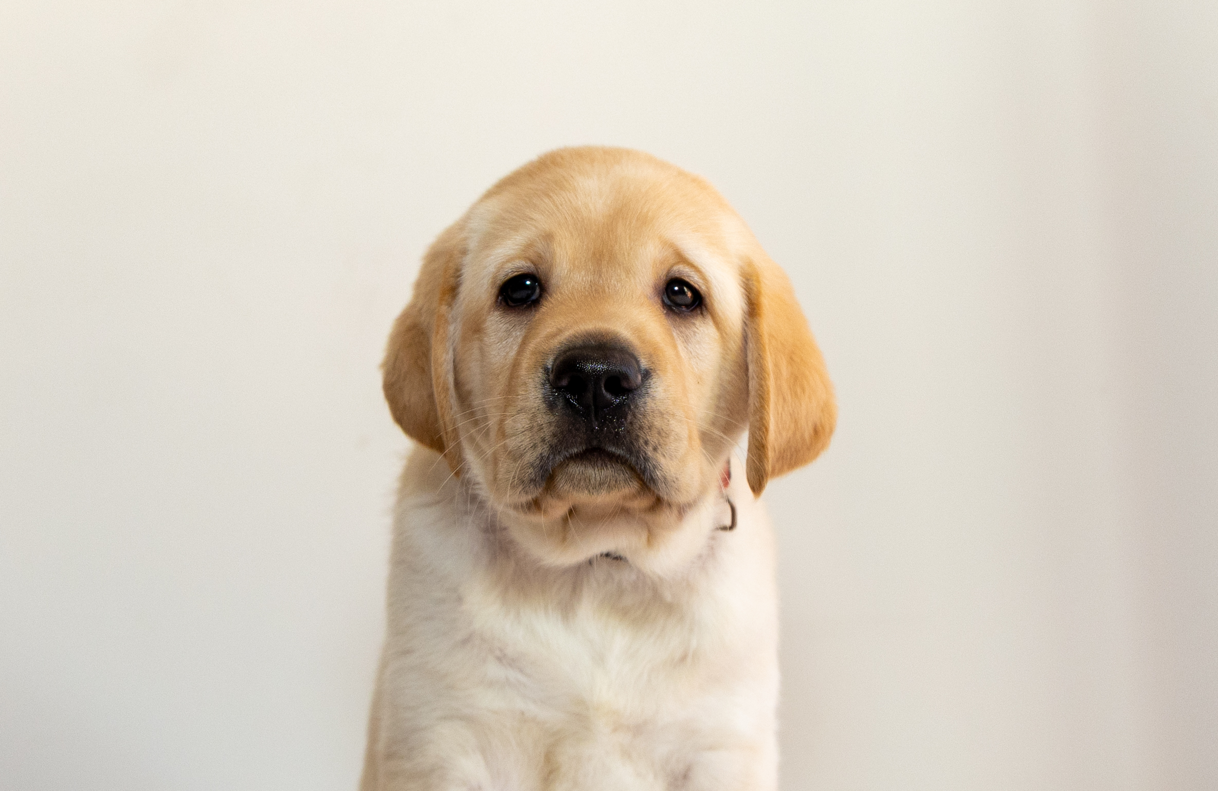 Puppy posing for the camera