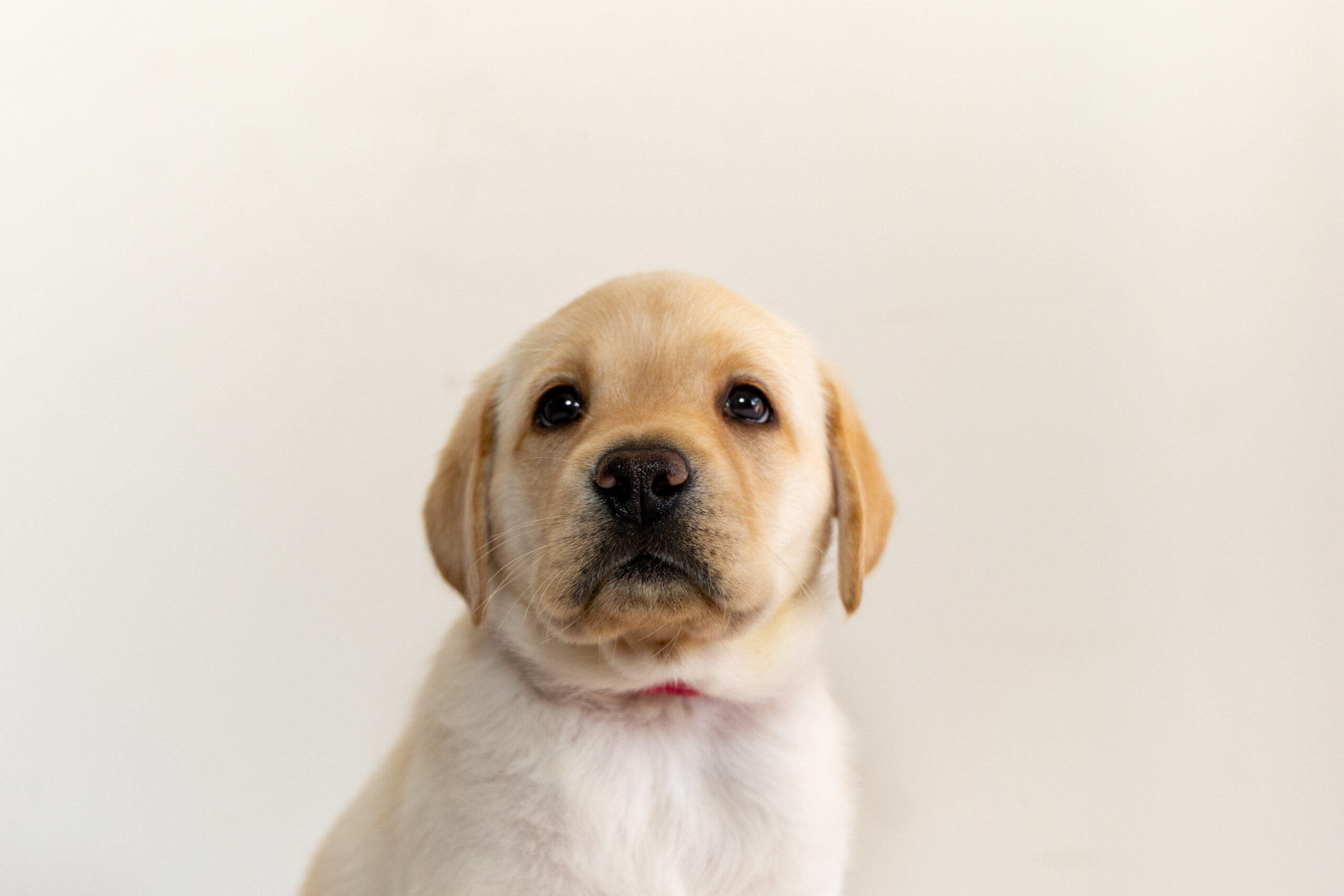 puppy posing for camera
