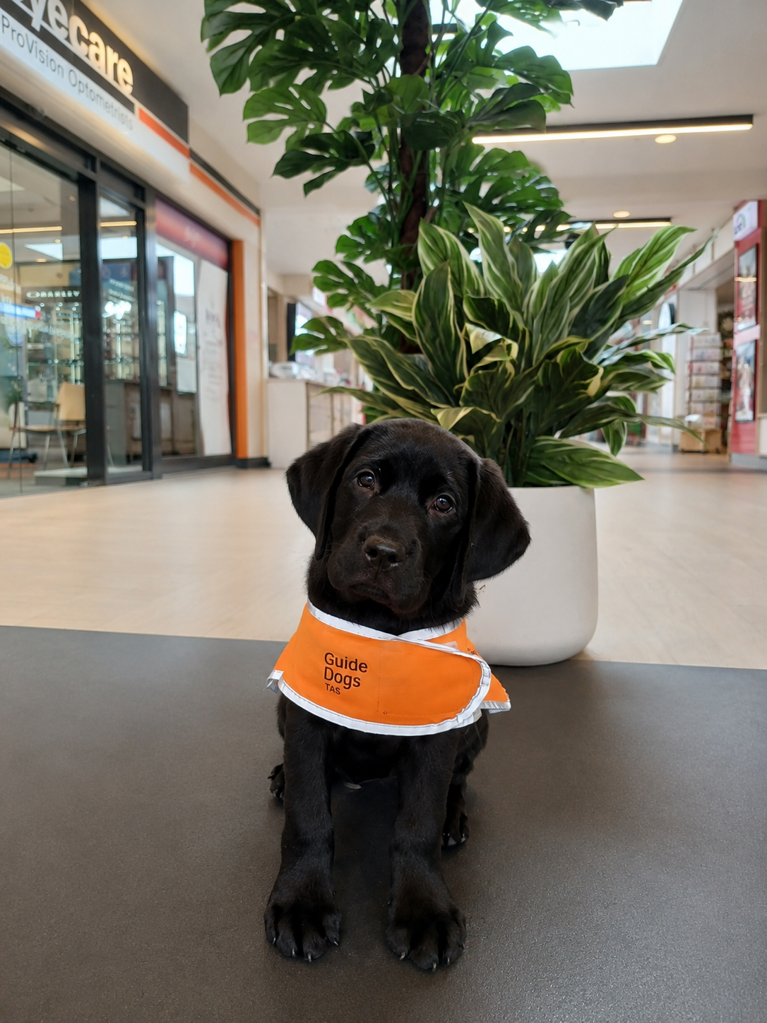 Pup in training sat in shopping centre