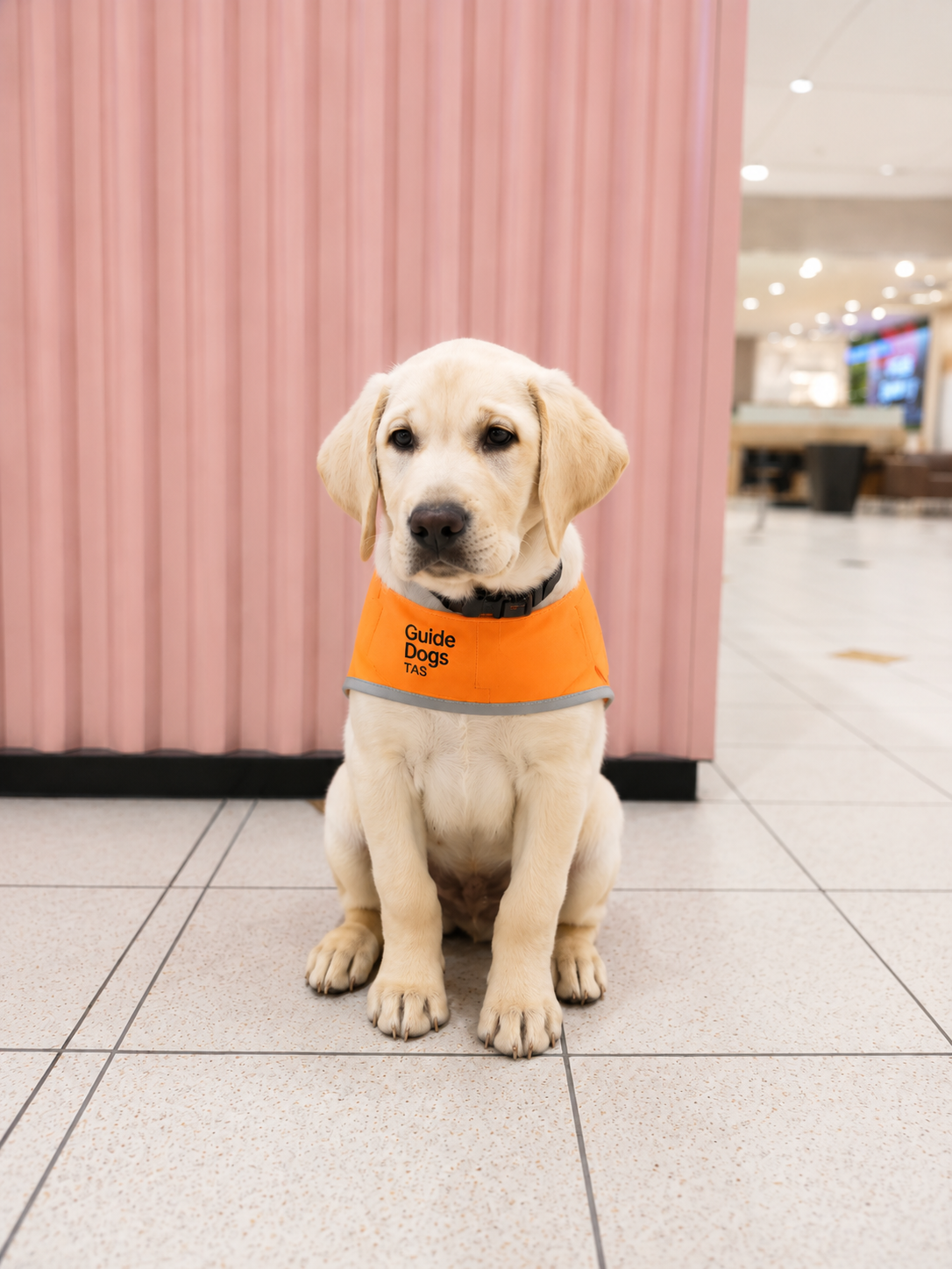 Puppy in training coat at the shopping centre