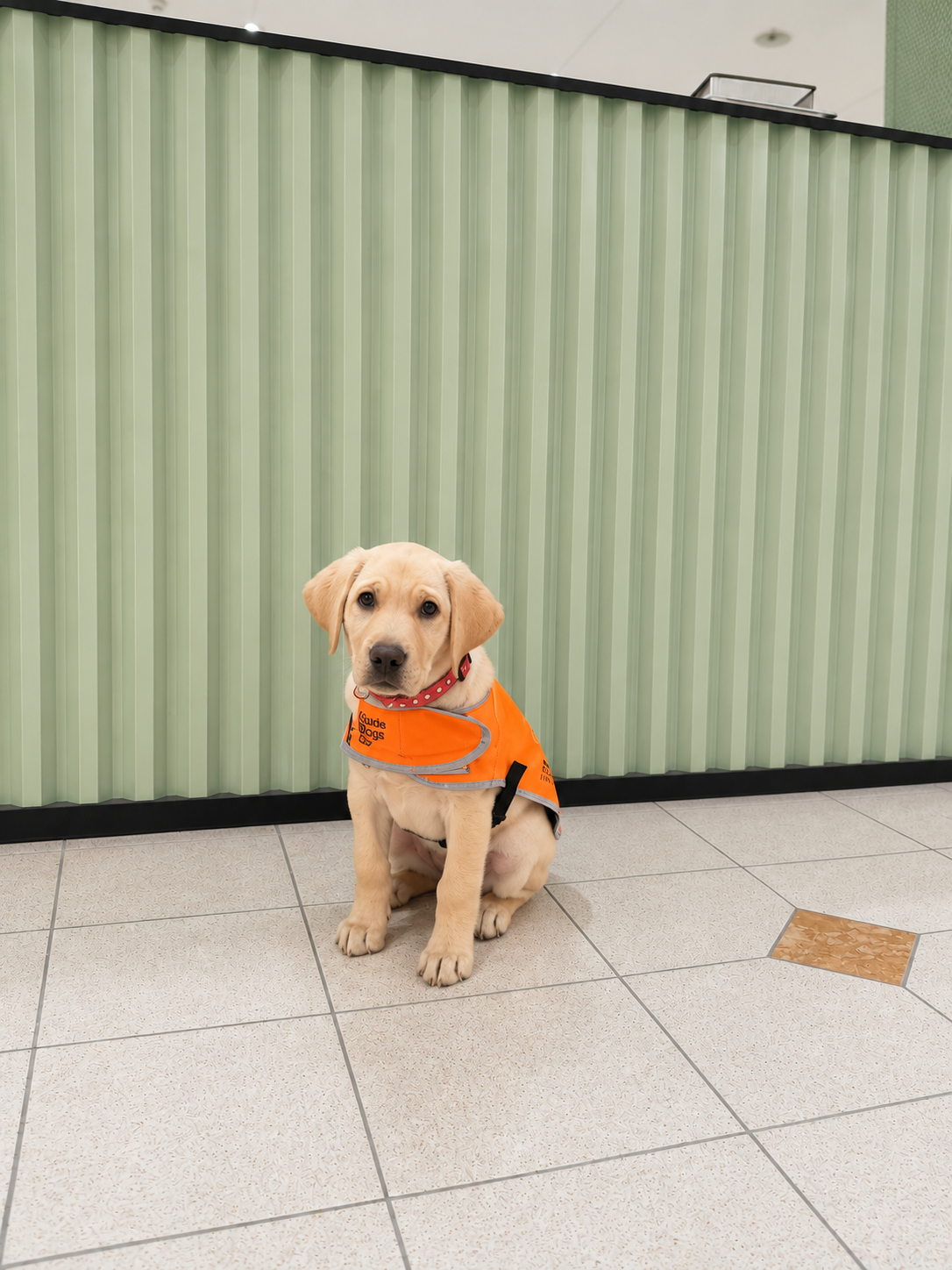 Puppy in training coat