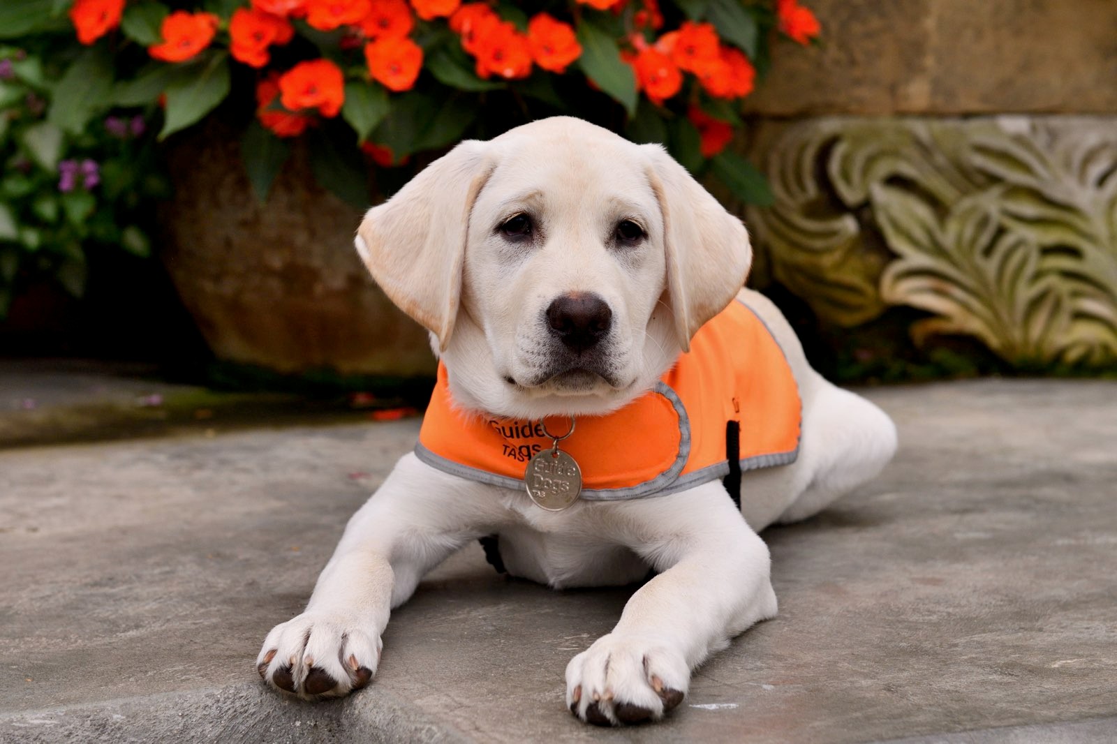Puppy sat in front of pot plant of red flowers