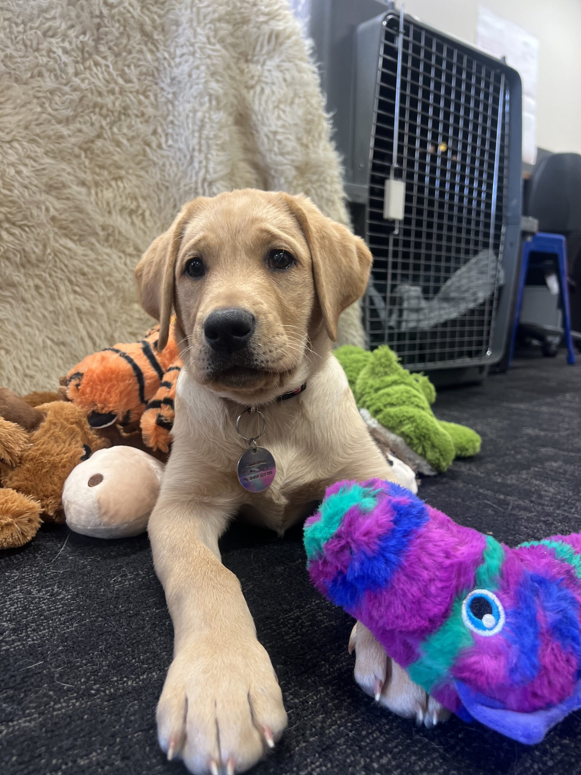 Puppy with toys