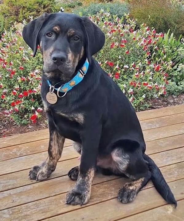 Puppy sat in front of garden
