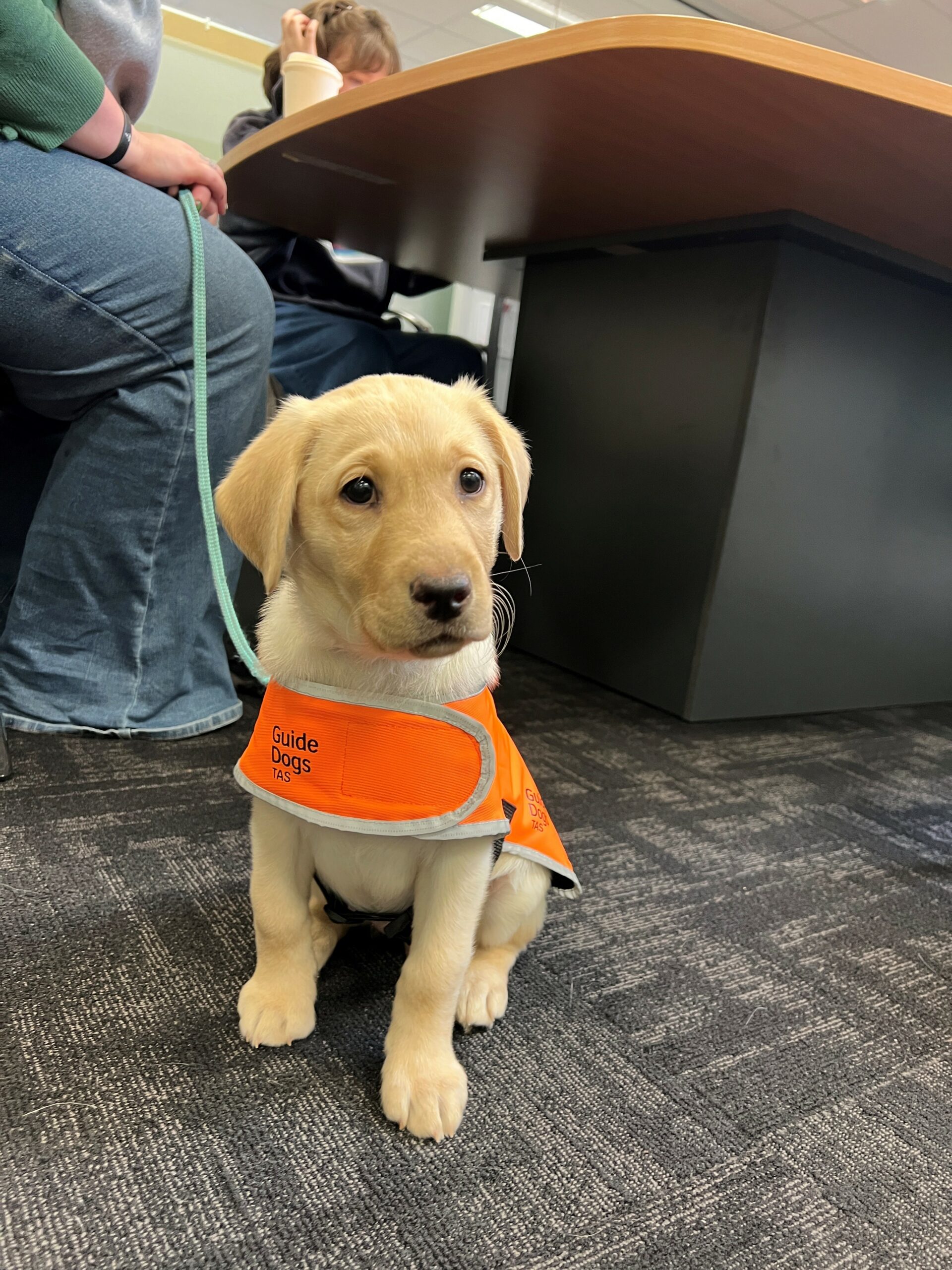 Puppy in training coat in an office