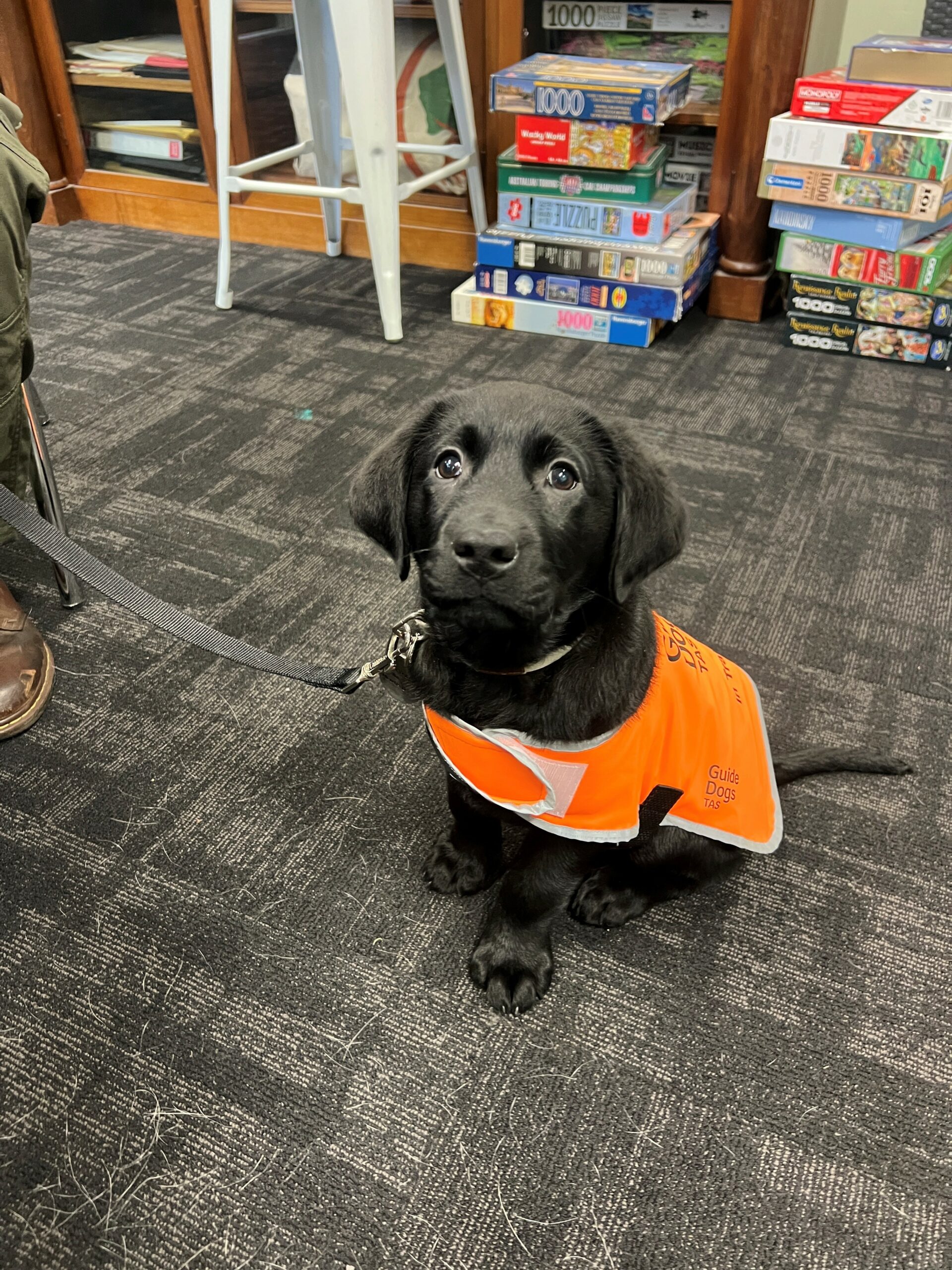 Puppy in training coat in an office