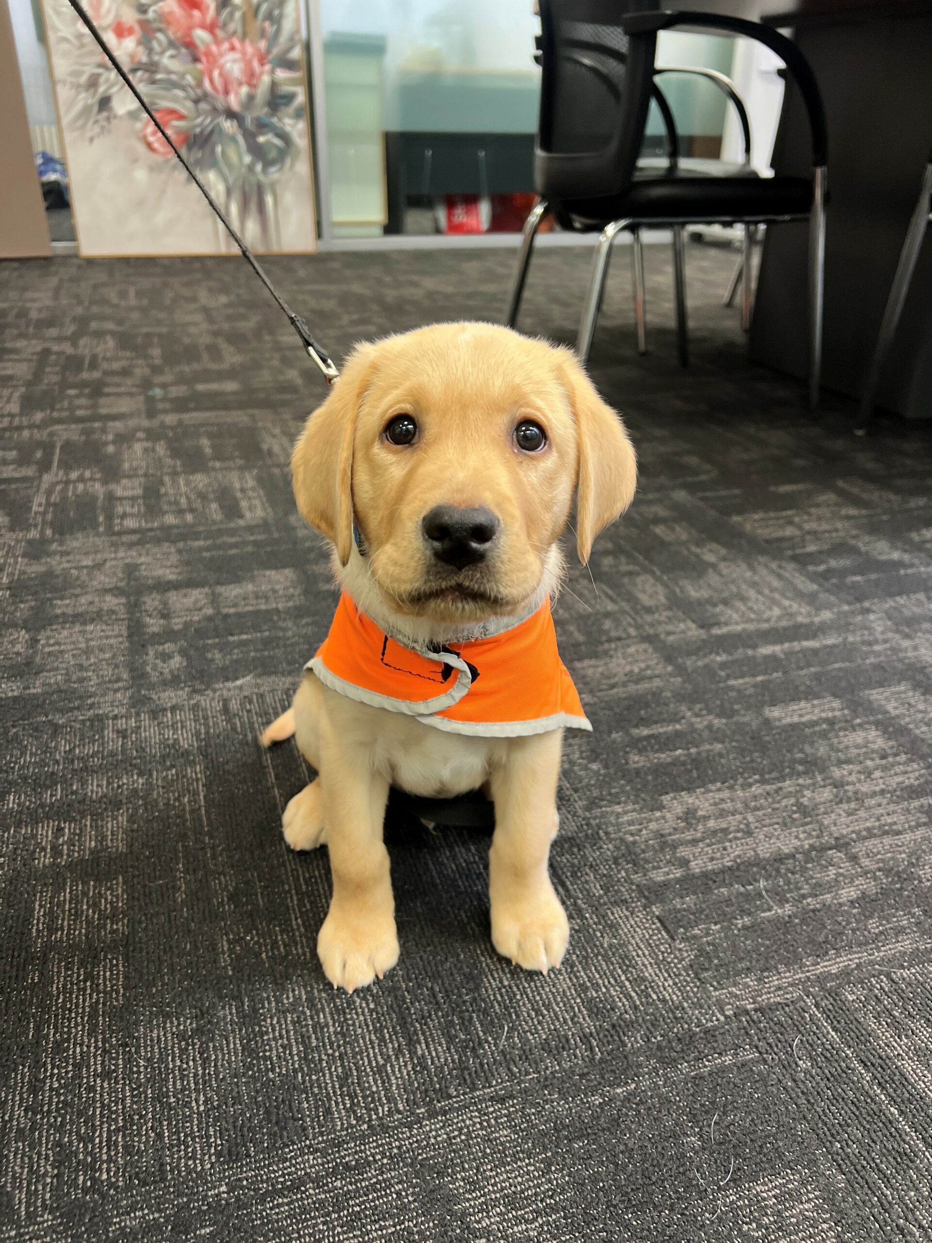 Puppy in training coat