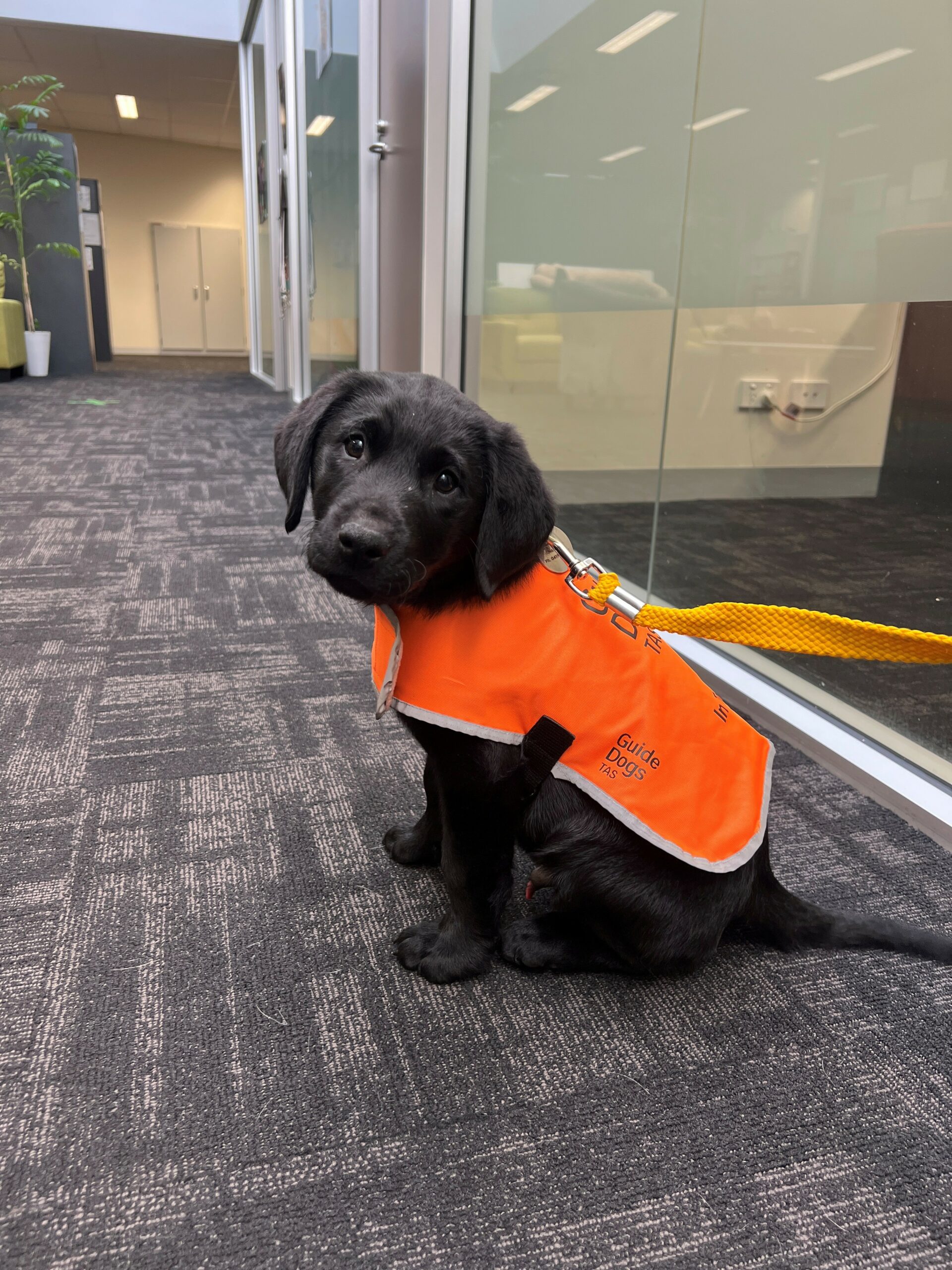 Puppy in training coat in an office